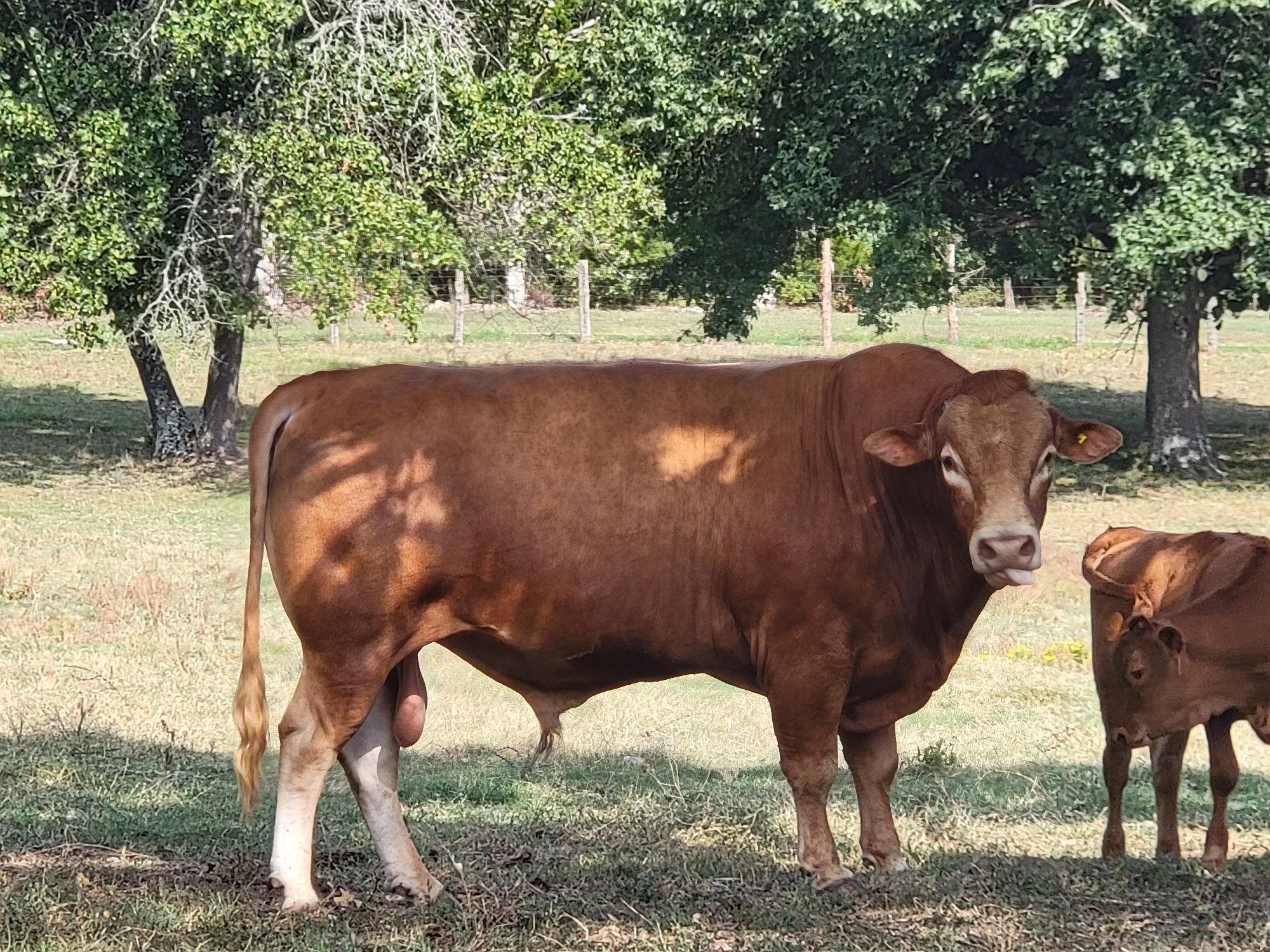 Heartbrand Bull 7366K - Fullblood Akaushi Bull