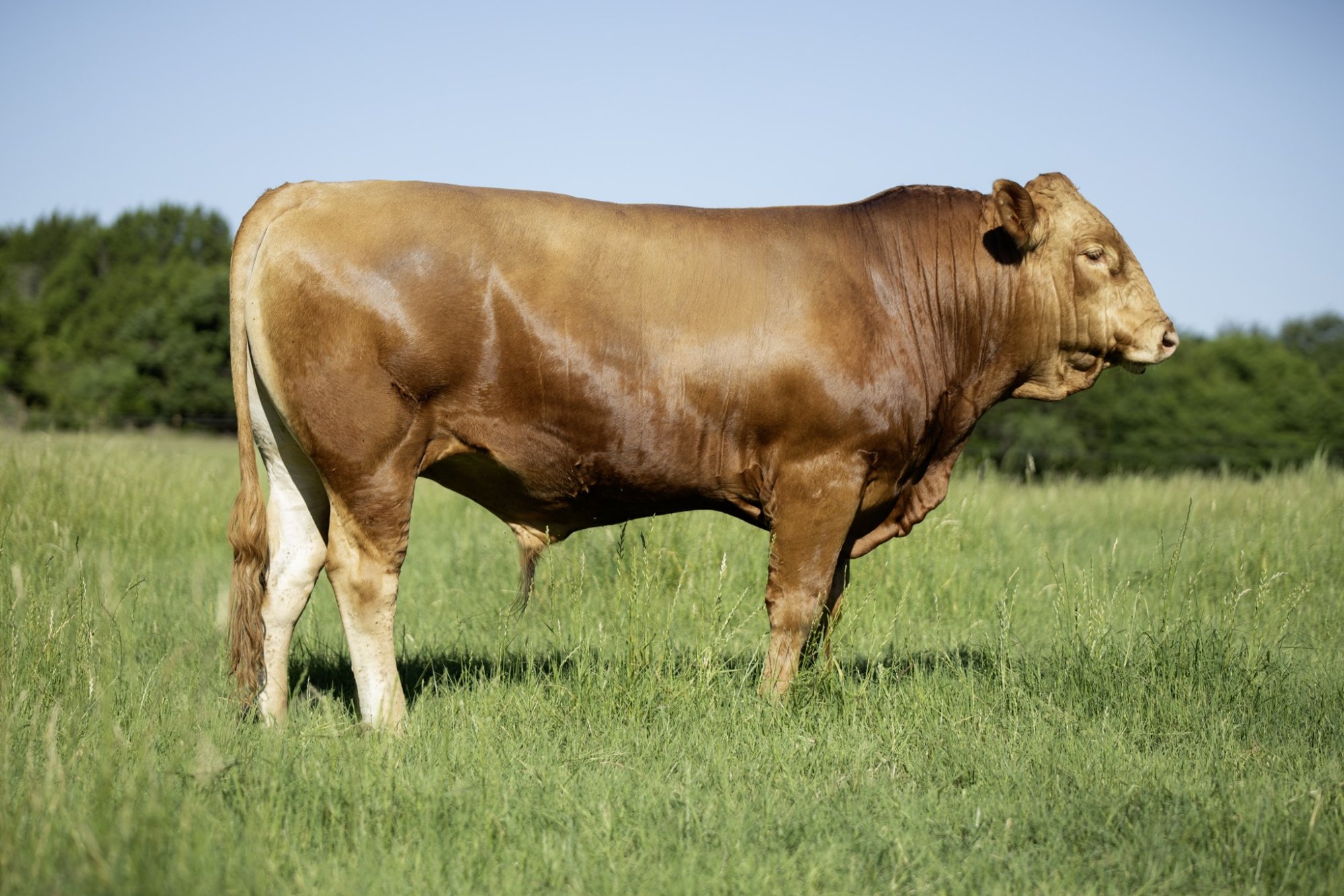 HRE CATI RED EMPEROR #12 - Akaushi Bull