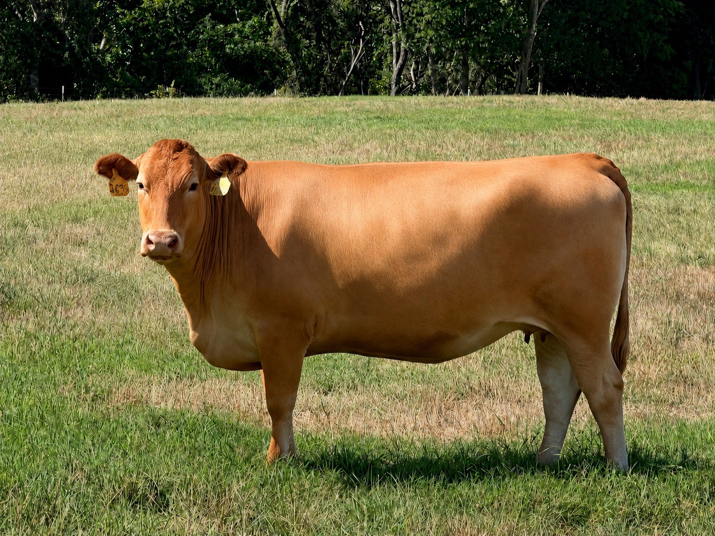 SMW MS RUESHAW SAMSUNG J69G - Akaushi Cow
