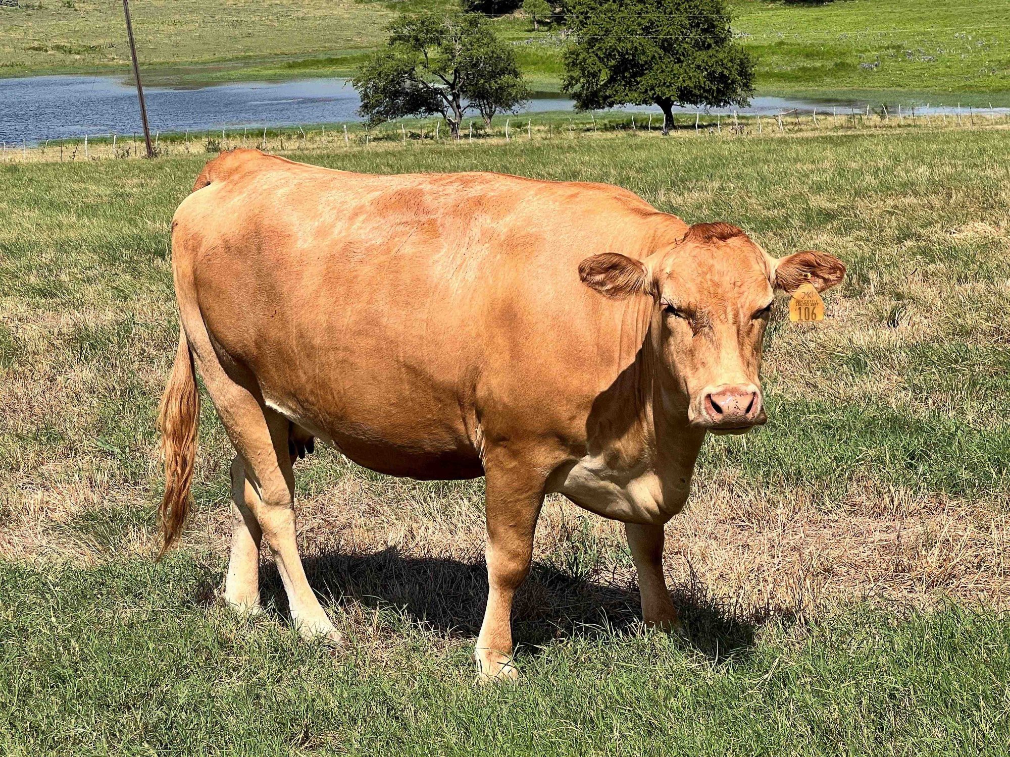 JMK CATI MS RUESHAW 281H ET - Akaushi Cow
