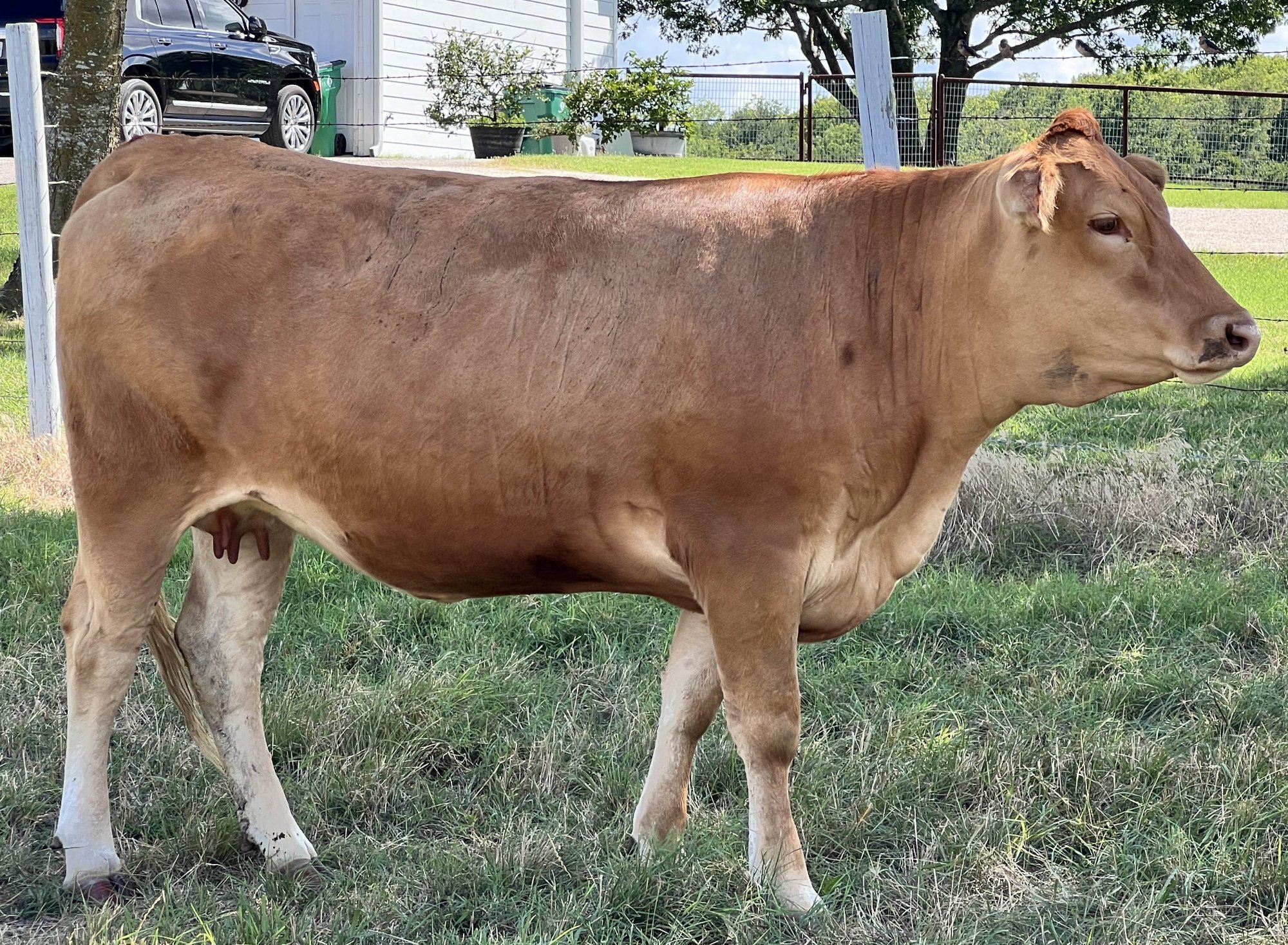 JMK MS RUESHAW RED EMPEROR 303K - Full Blood Akaushi Cow