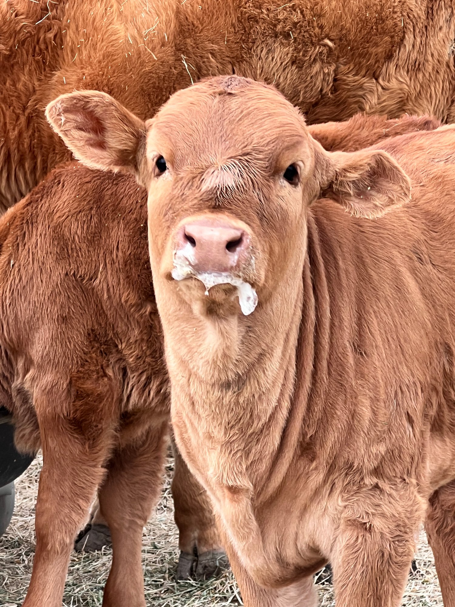 Milk mouth............