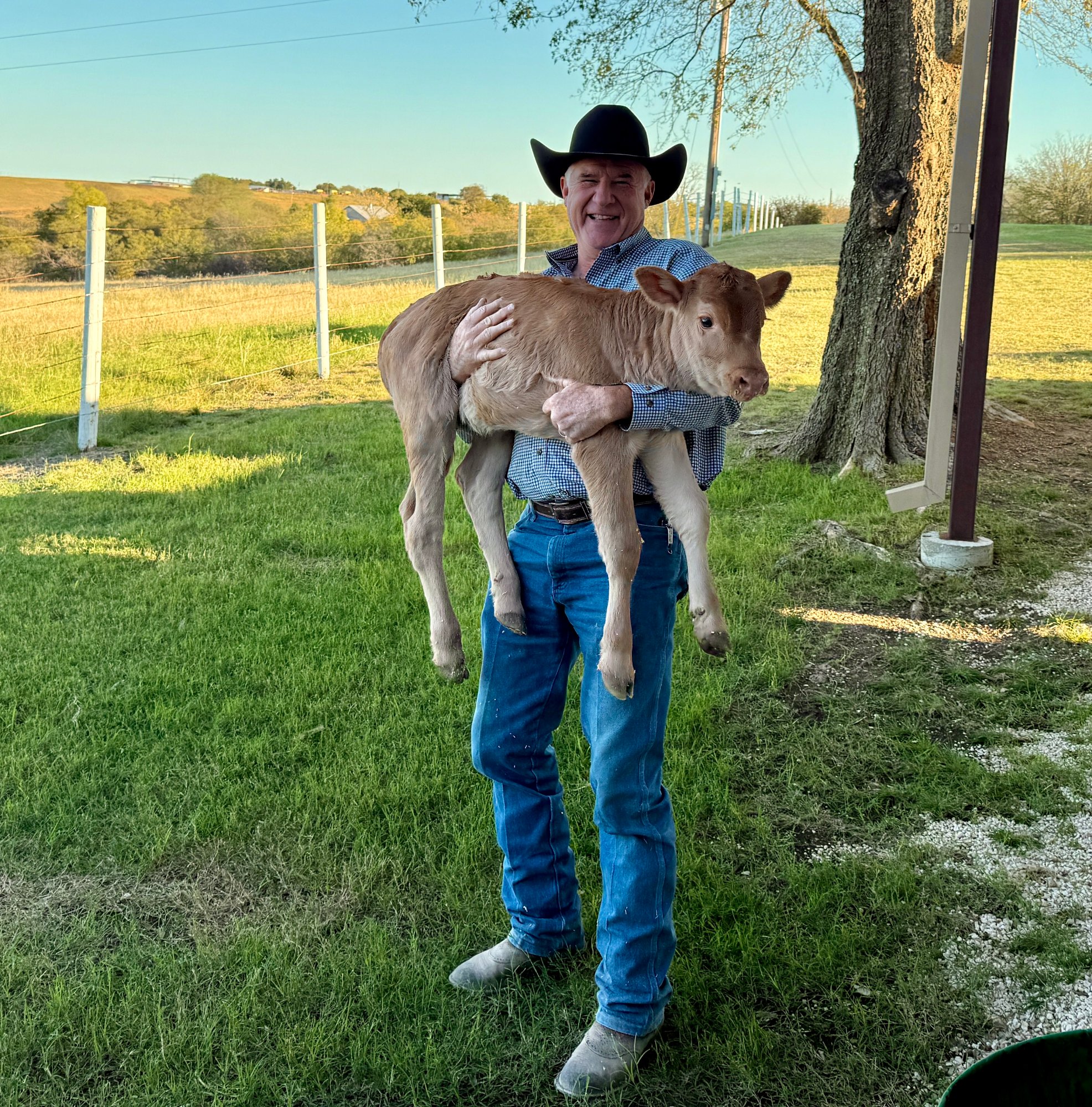 One of our new born calves from Spring of 2025