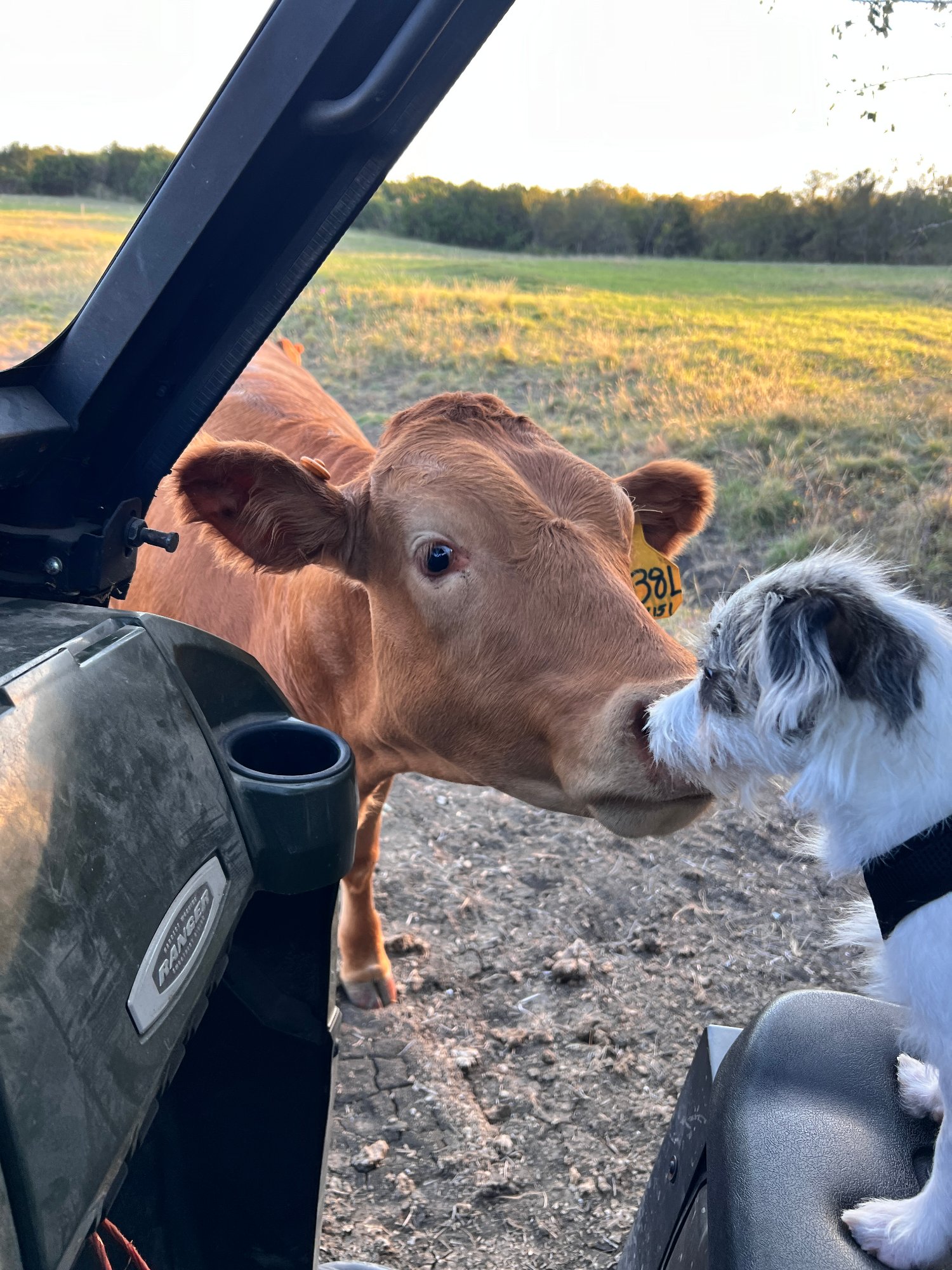 Calf and Cow Dog